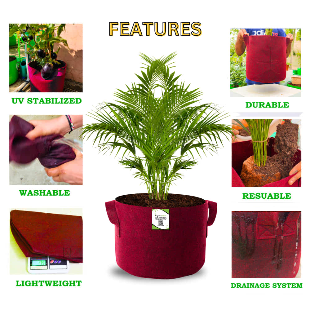 OrganicBazar 15X12 Geo Fabric Grow Bags for Terrace Garden - Image 3
