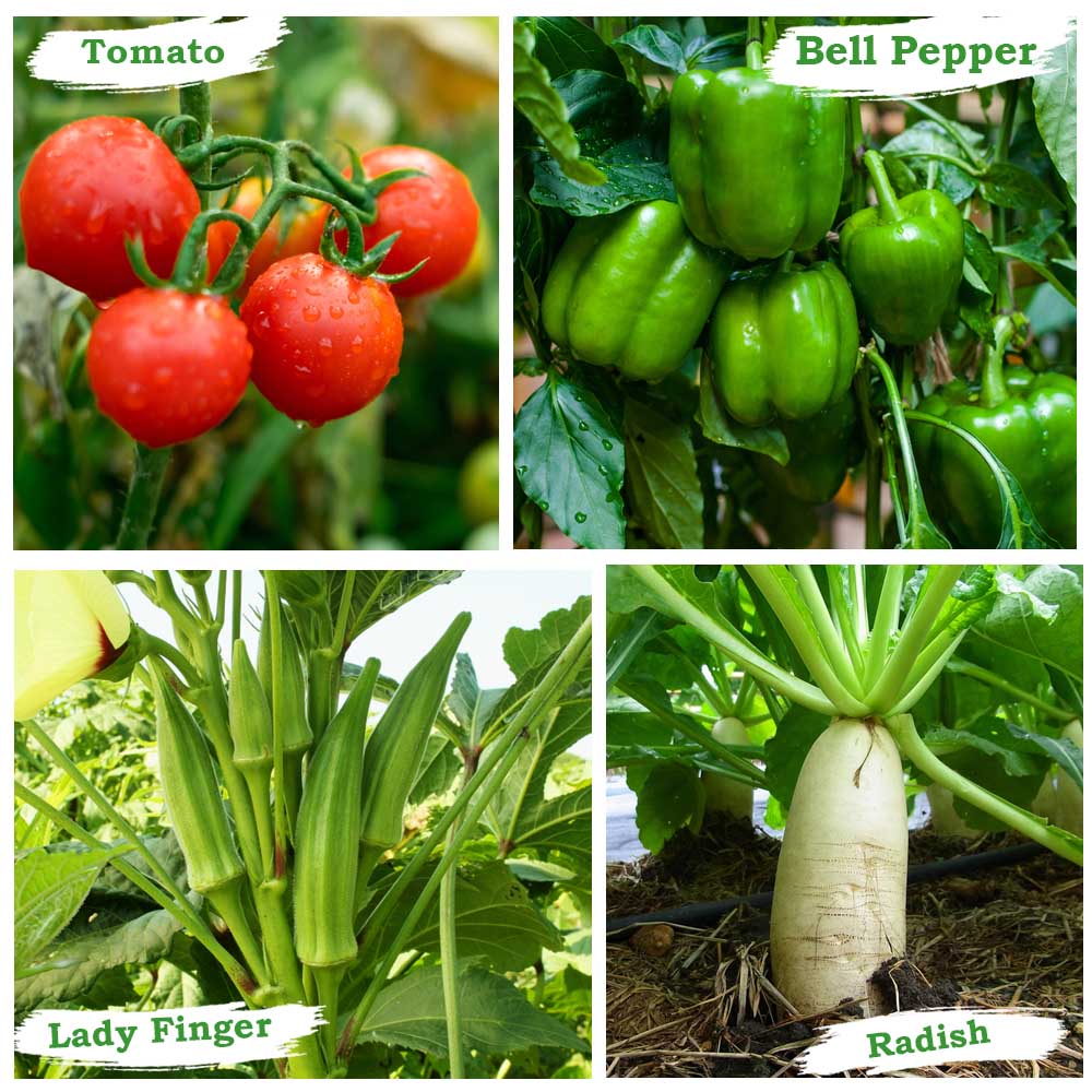 OrganicBazar 24x18x12 Rectangular Grow Bags with PVC Support Pipes for Terrace Garden - Image 7