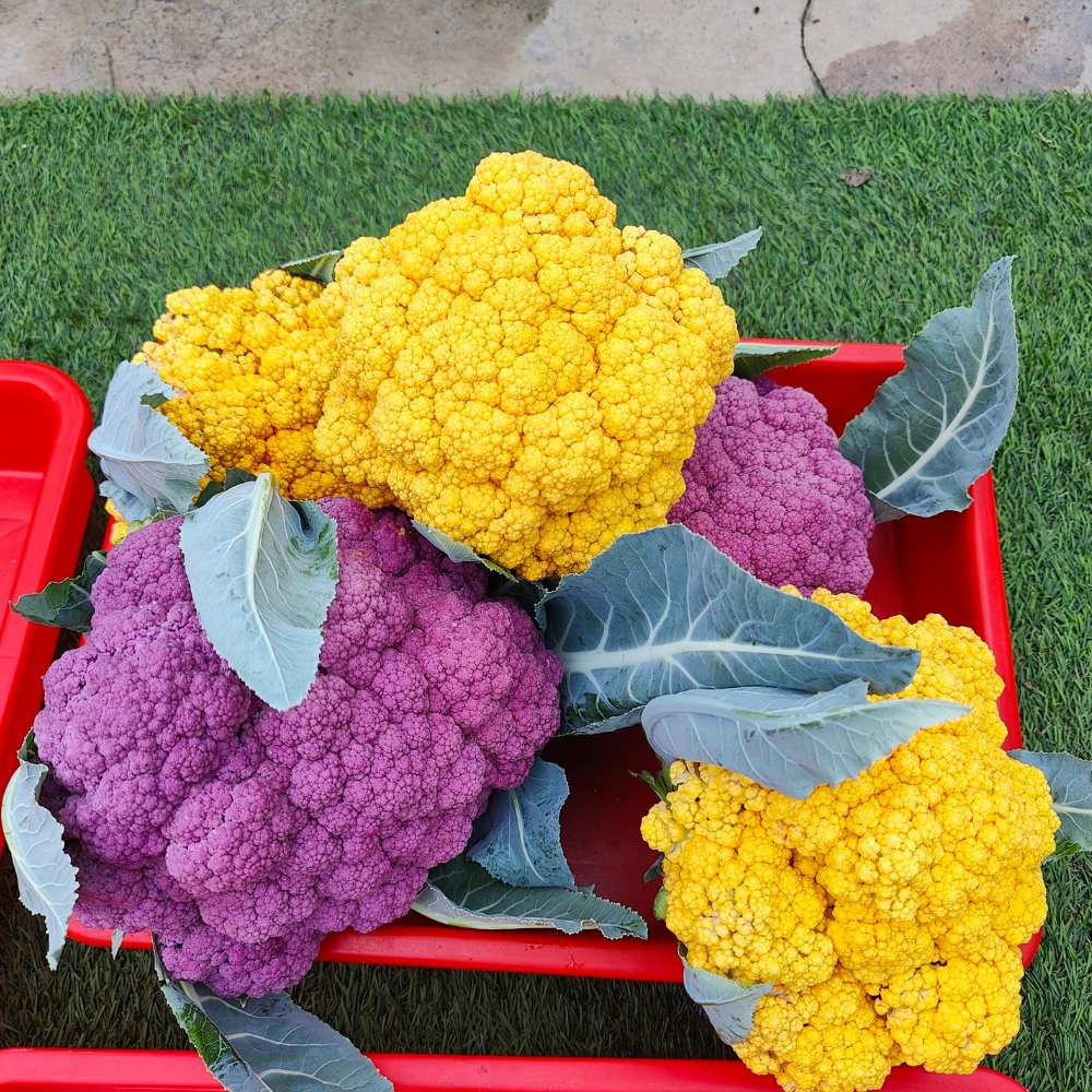 3-Different Varieties Cauliflower Seeds Combo Pack - Image 2