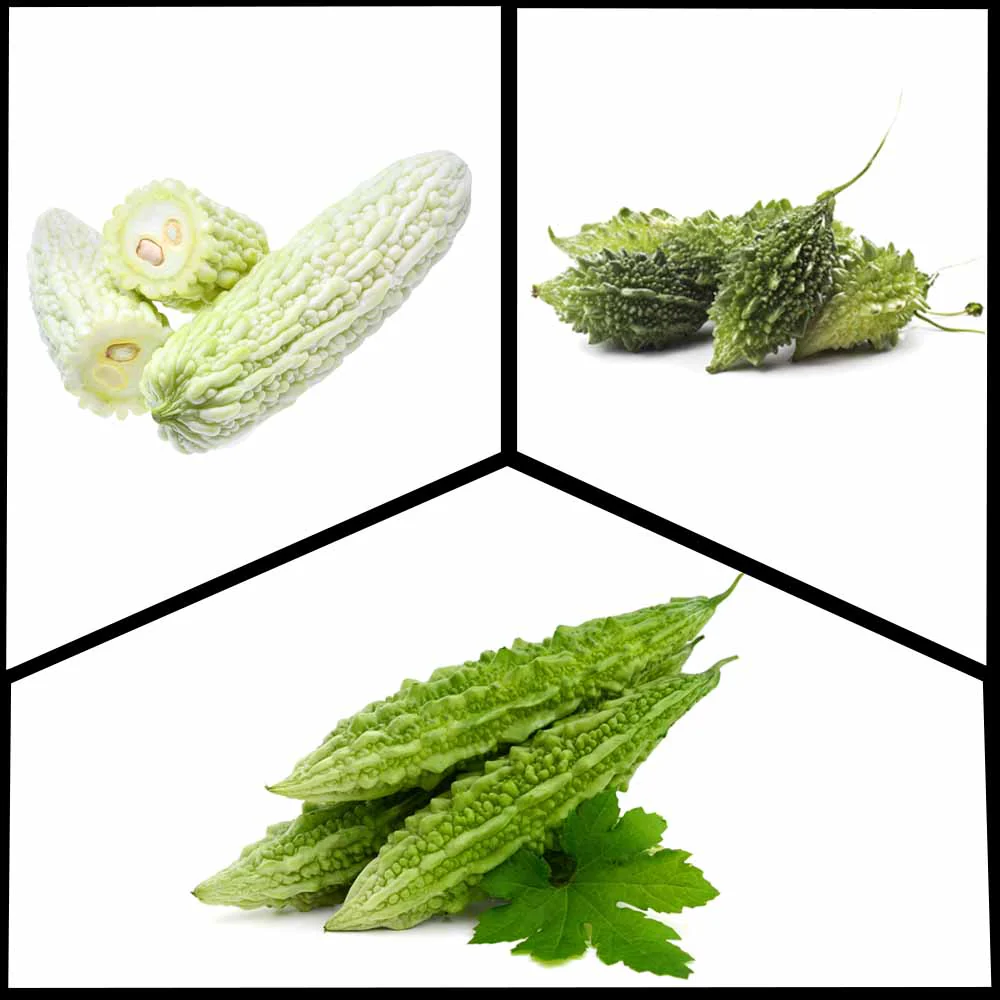 3 Different Varieties of Bitter Gourd Seeds Packet (Easy To grow, High Germination, High Yield Karela Seeds for Home Gardening)