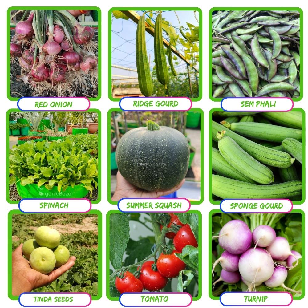 35 Variety Of Vegetable Seeds Kit With High Germination Rate (8800 Seeds) - Image 6
