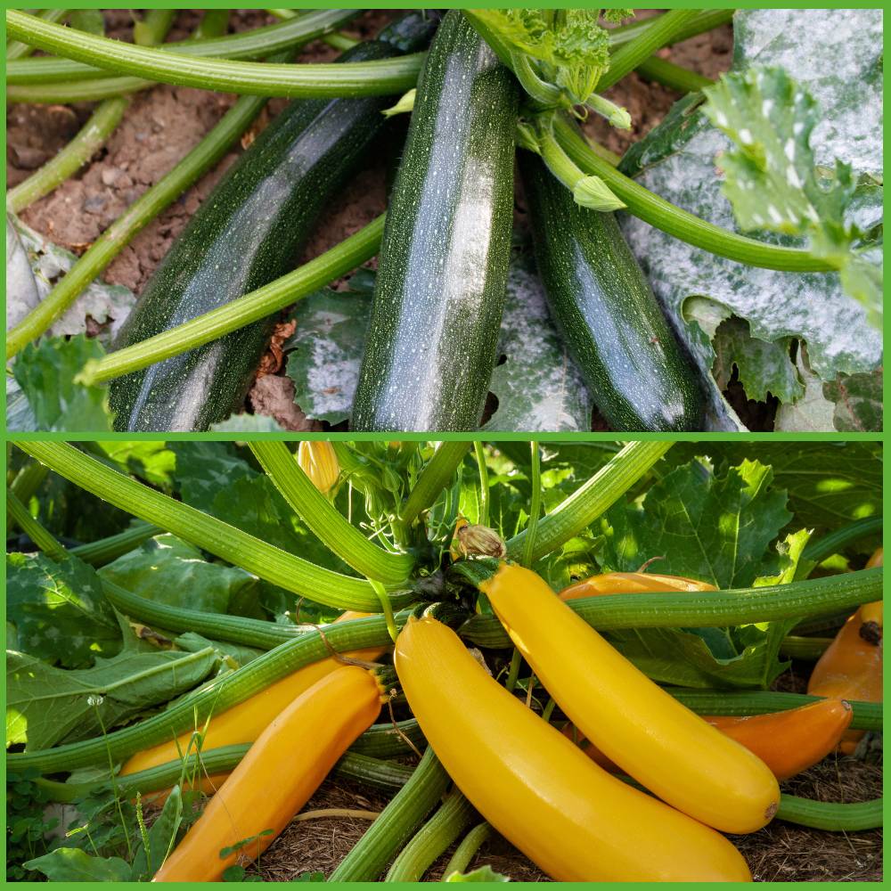 2 Different Color Varieties Zucchini Seeds Packets
