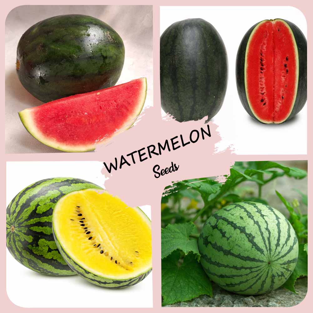 4 Different Varieties Watermelon Seeds Combo Pack - Image 2