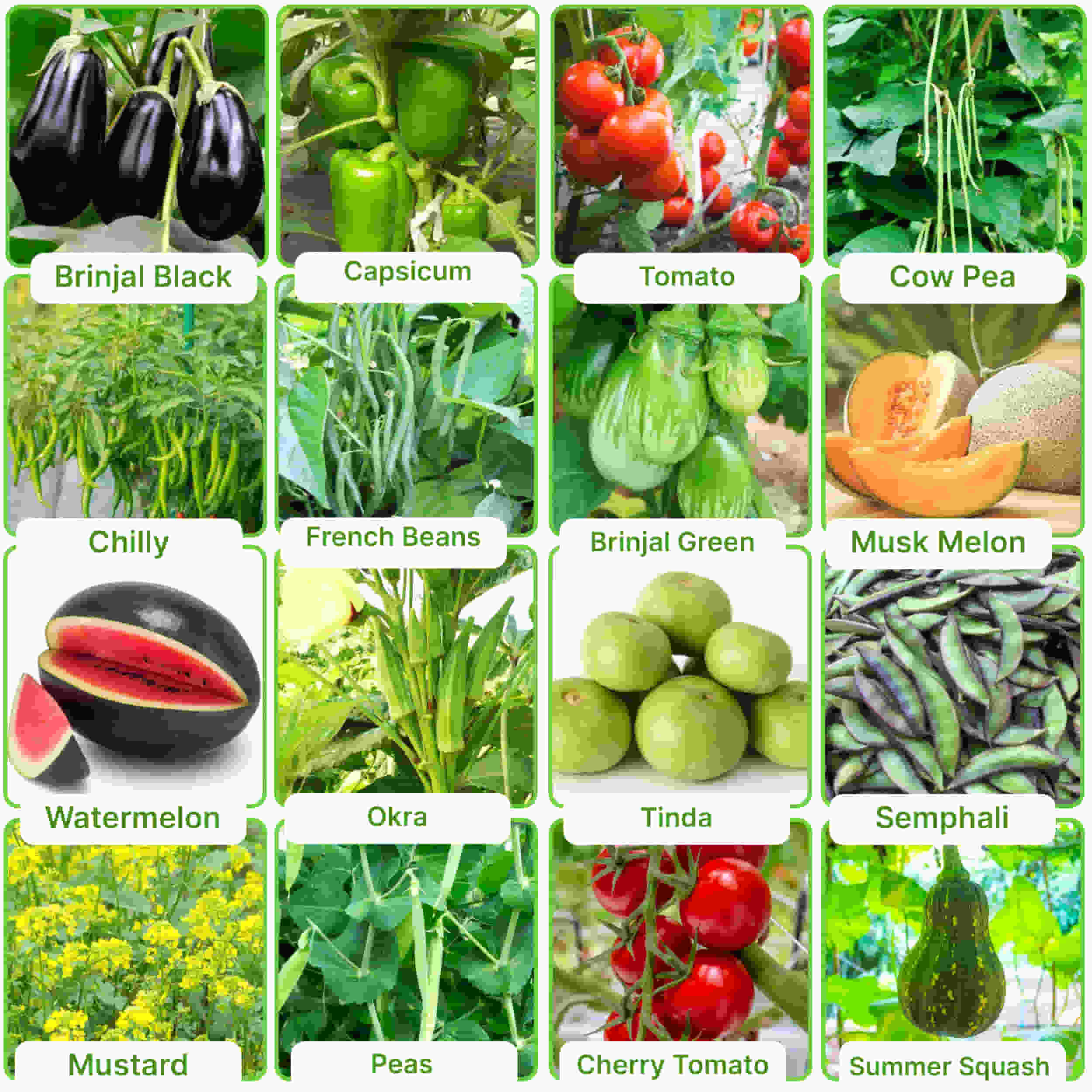 45 Variety of Vegetable Seeds kit With High Germination Rate - Image 12