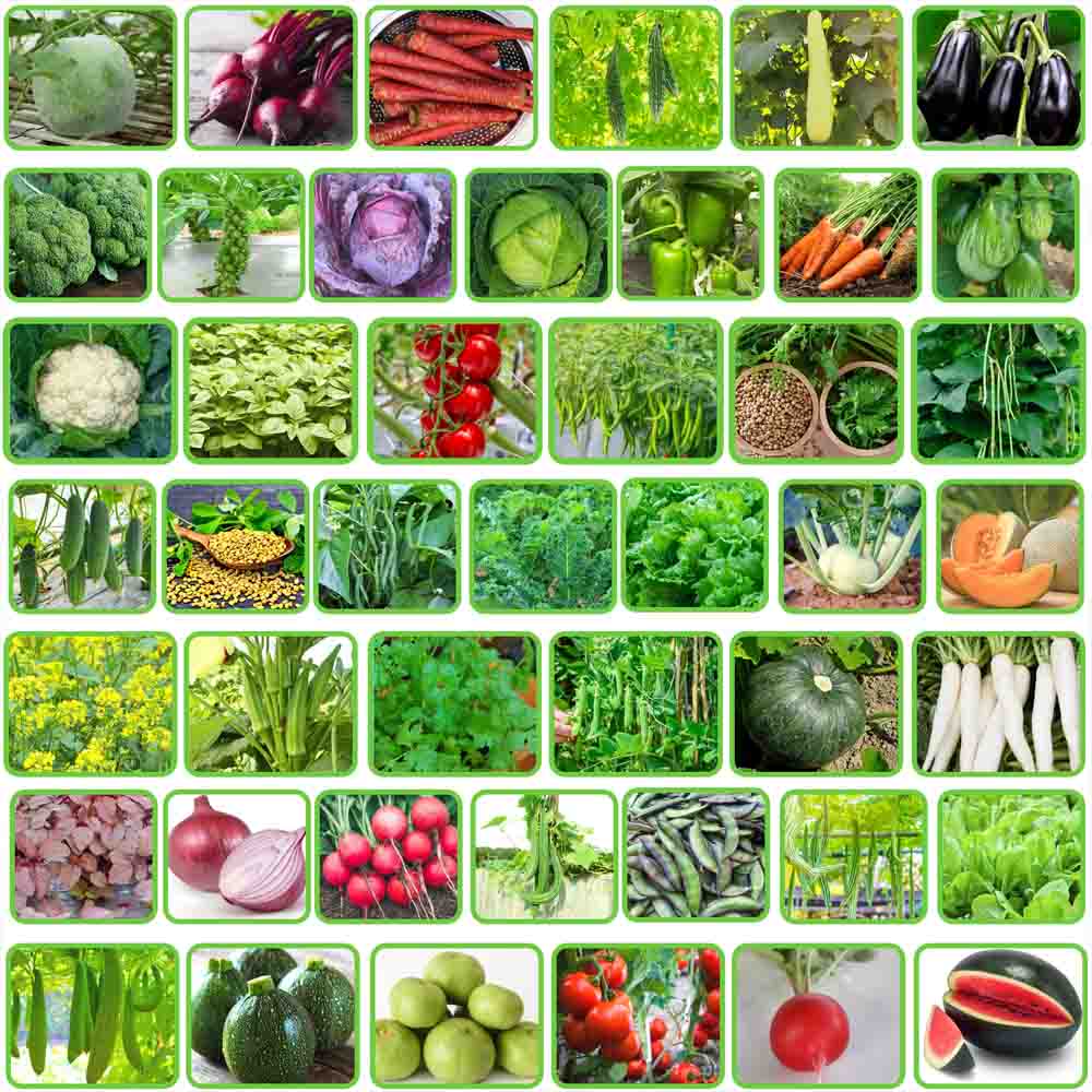 45 Variety of Vegetable Seeds kit With High Germination Rate - Image 3