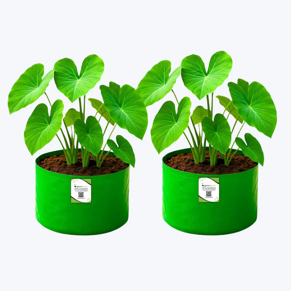 OrganicBazar 9x6 Small Grow Bag for Terrace Garden, Premium HDPE 260 GSM, Green Plant Bags - Image 11