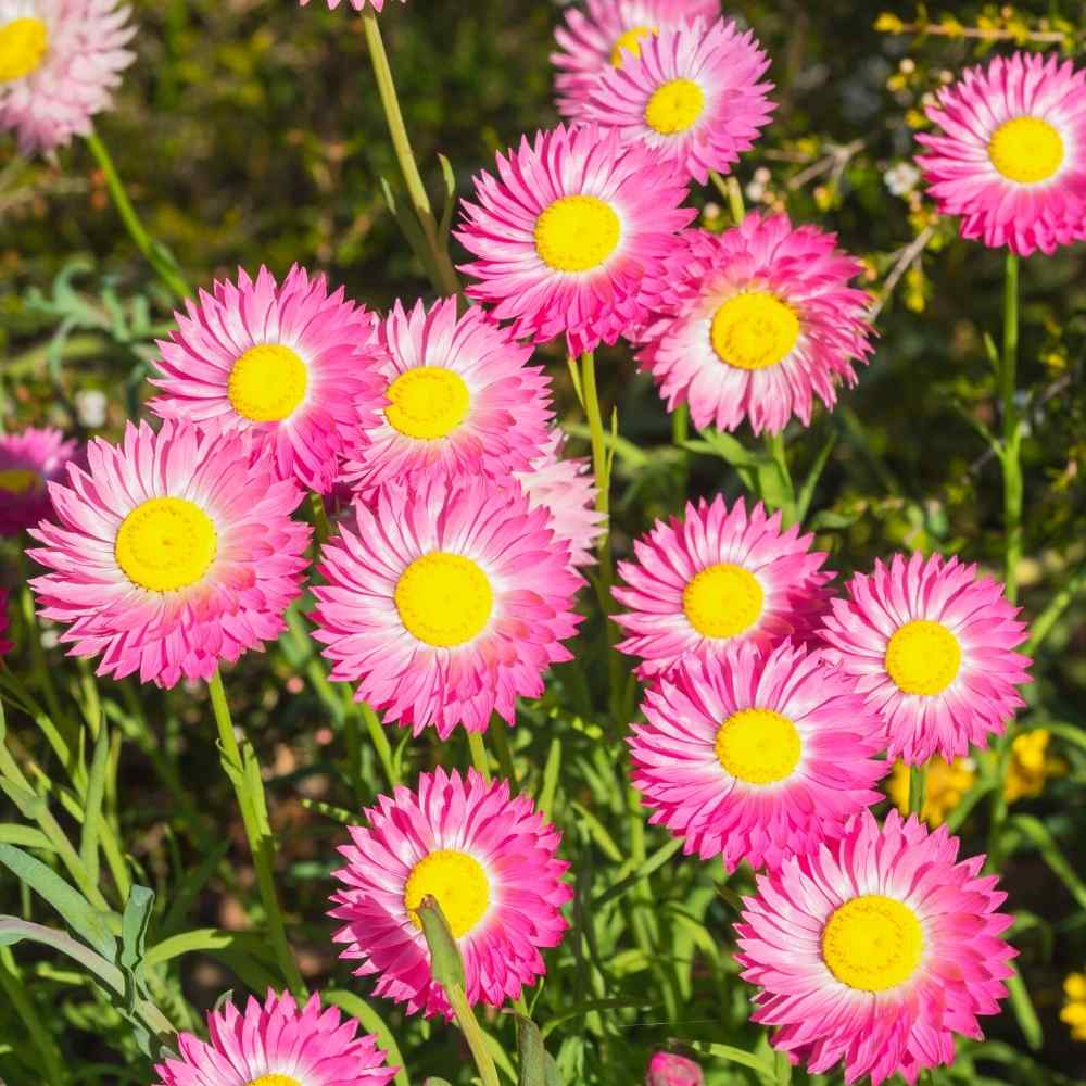 Acroclinium Double Mix Seeds (200 Seeds) Easy To grow / Perfect for pots, balconies, or Terrace gardens - Image 2