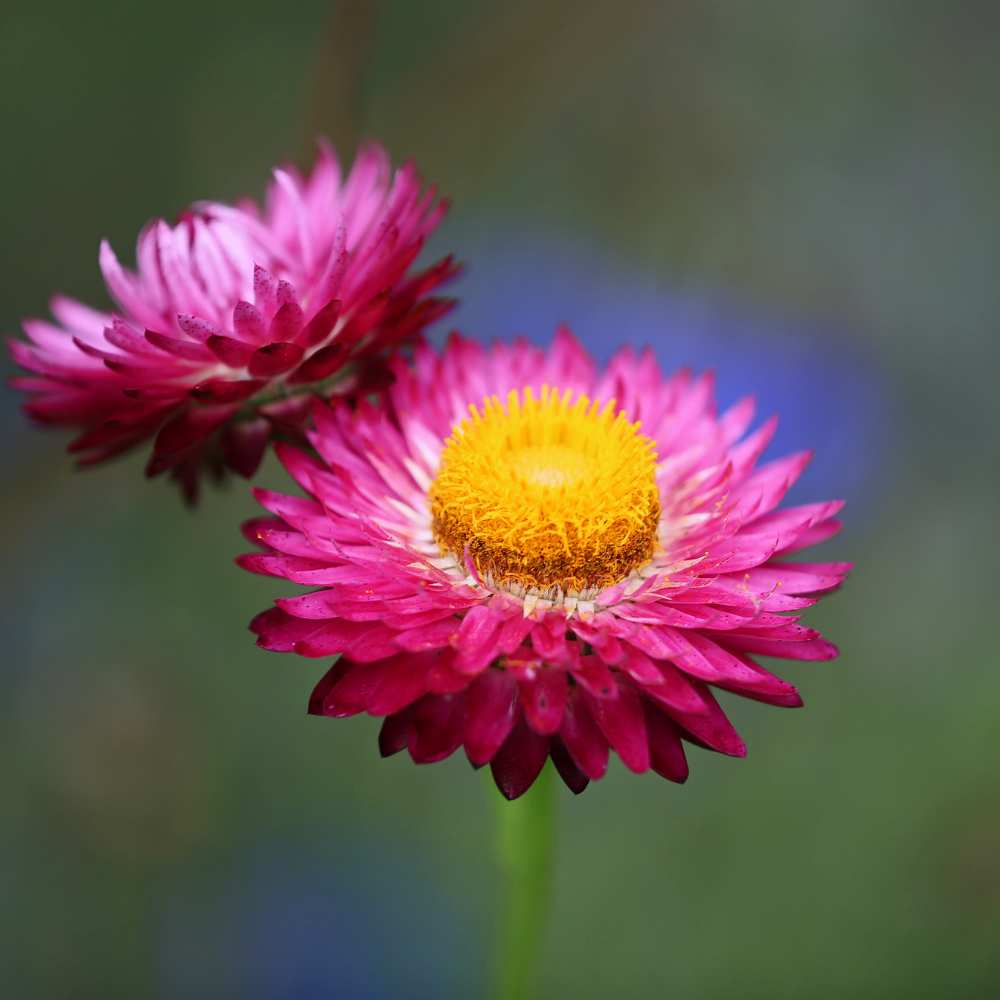 Acroclinium Red Flower Seeds (200 Seeds) Easy To grow / Perfect for pots, balconies, or Terrace gardens - Image 2