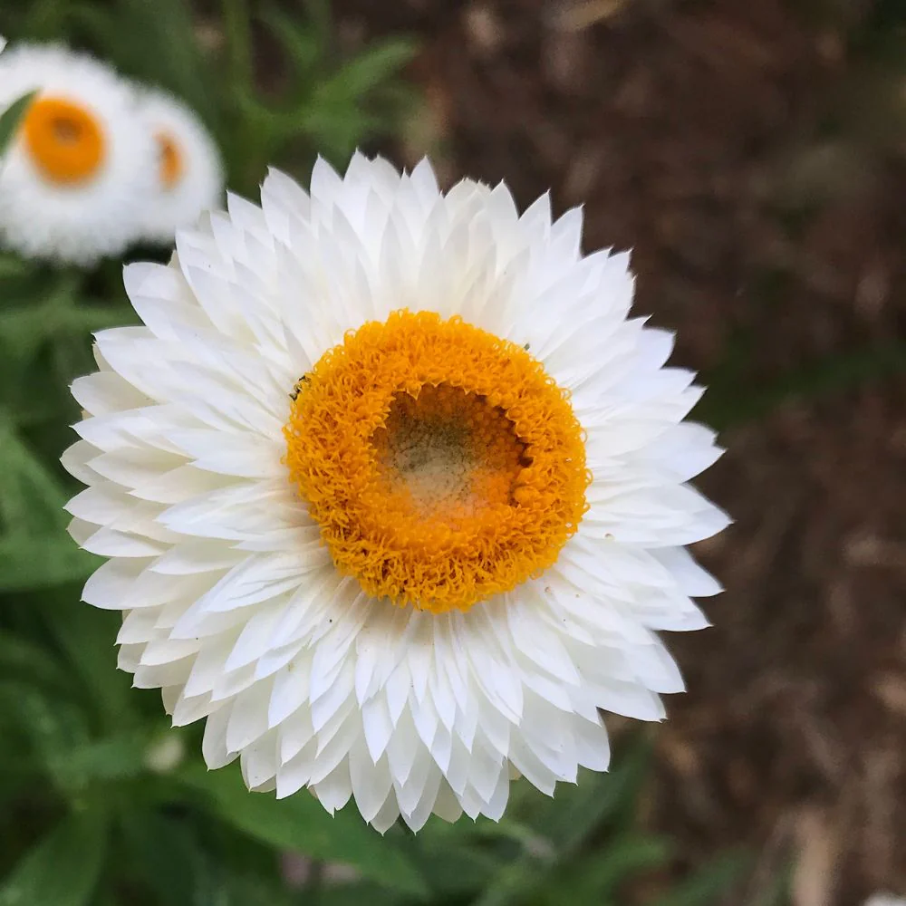 Acroclinium White Flower Seeds (200 Seeds)  Easy To grow / Perfect for pots, balconies, or Terrace gardens - Image 2