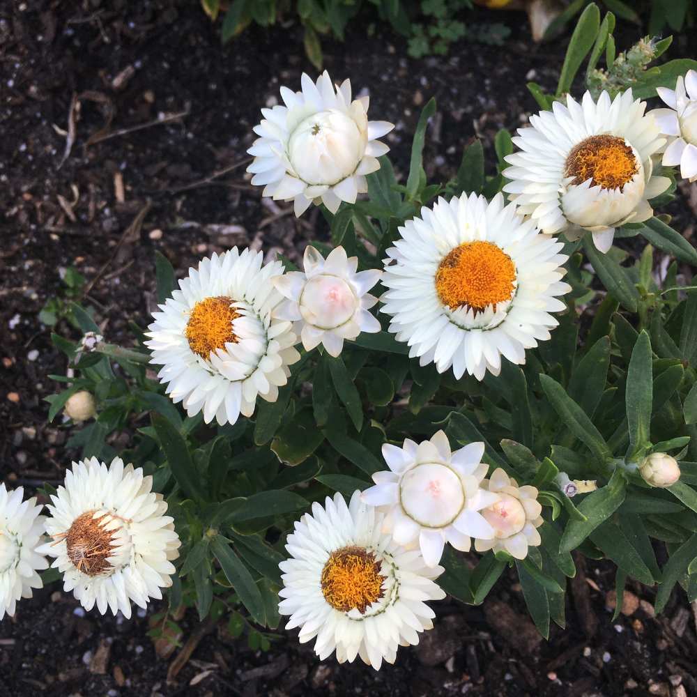 Acroclinium White Flower Seeds (200 Seeds)  Easy To grow / Perfect for pots, balconies, or Terrace gardens - Image 3