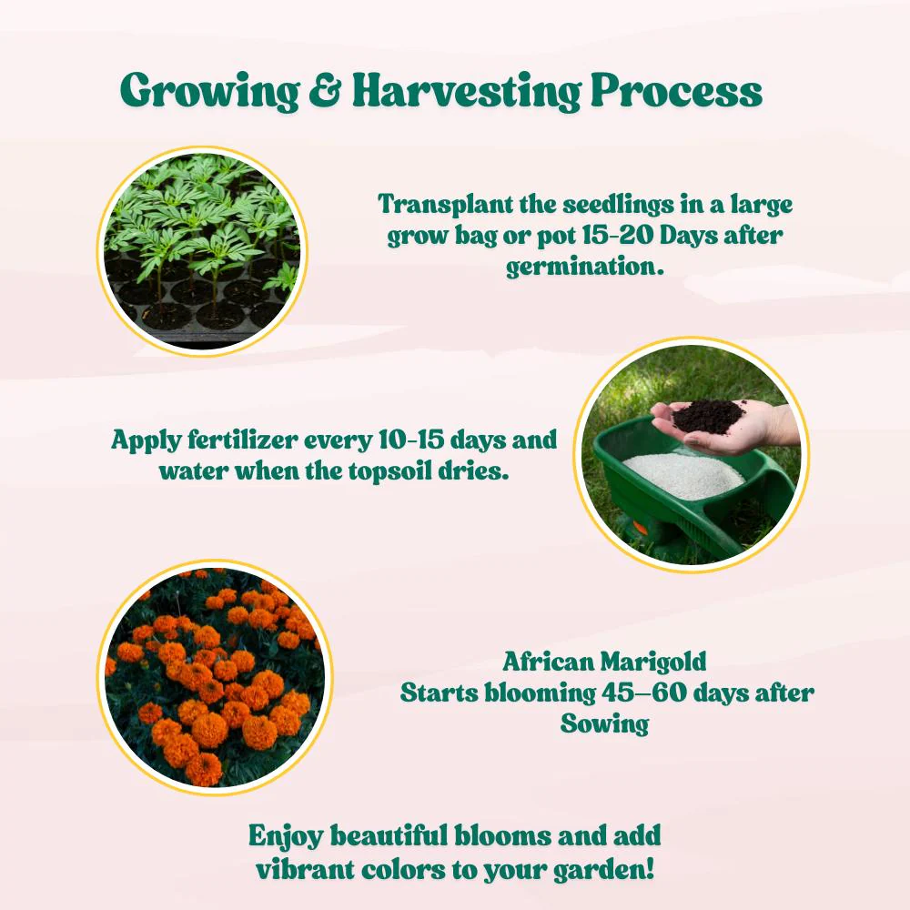 African Marigold (Genda) Dwarf Orange Seeds - 30 Seeds (गेंदा के बीज) High Germination/ Easy To grow/ Perfect for pots, balconies, or Terrace gardens - Image 6