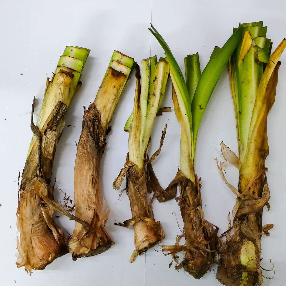 Agapanthus Blue Flower Bulbs - Image 2