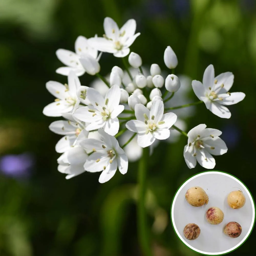Allium Cowanii (White) Flower Bulbs (05 Bulbs) - Image 2