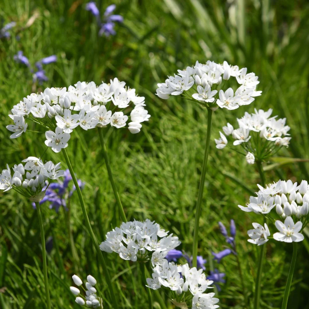 Allium Cowanii (White) Flower Bulbs (05 Bulbs) - Image 3