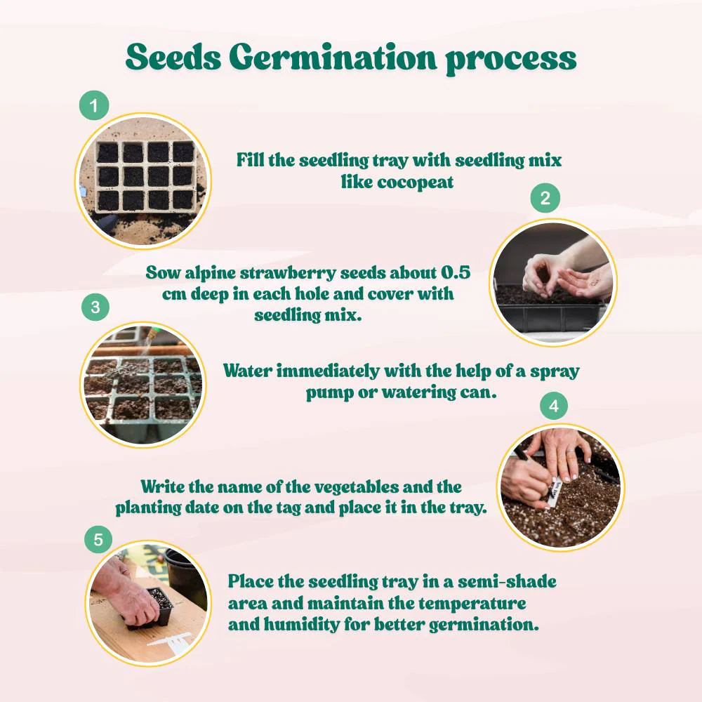 Alpine Strawberries Seeds - 200 Seeds (अल्पाइन स्ट्रॉबेरी के बीज) High Germination/Grow Juicy Strawberries at Home - Image 11