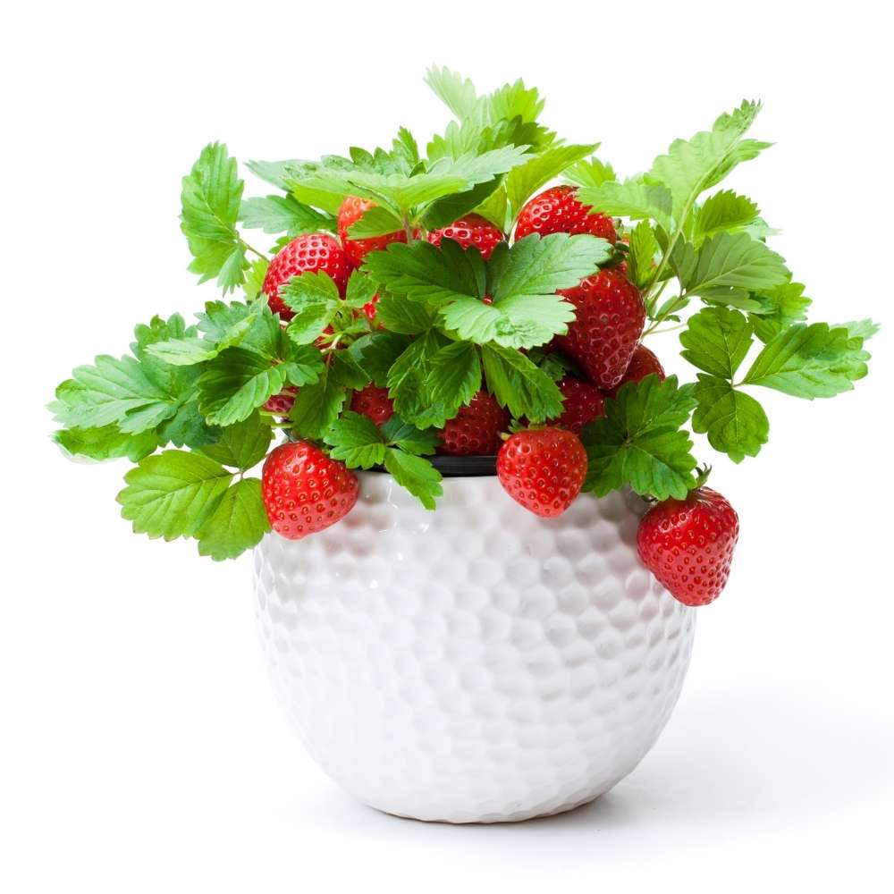 Alpine Strawberries Seeds - 200 Seeds (अल्पाइन स्ट्रॉबेरी के बीज) High Germination/Grow Juicy Strawberries at Home - Image 4