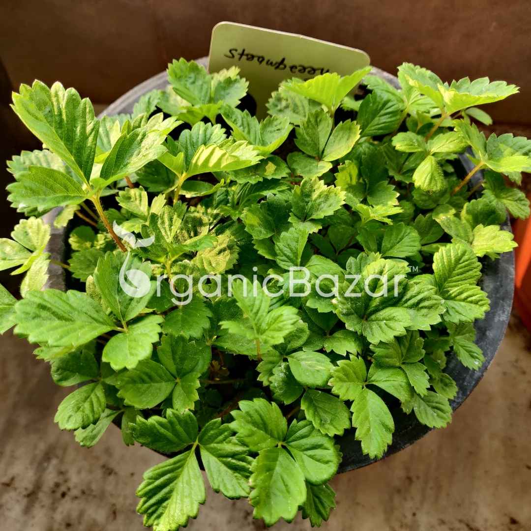 Alpine Strawberries Seeds - 200 Seeds (अल्पाइन स्ट्रॉबेरी के बीज) High Germination/Grow Juicy Strawberries at Home - Image 5