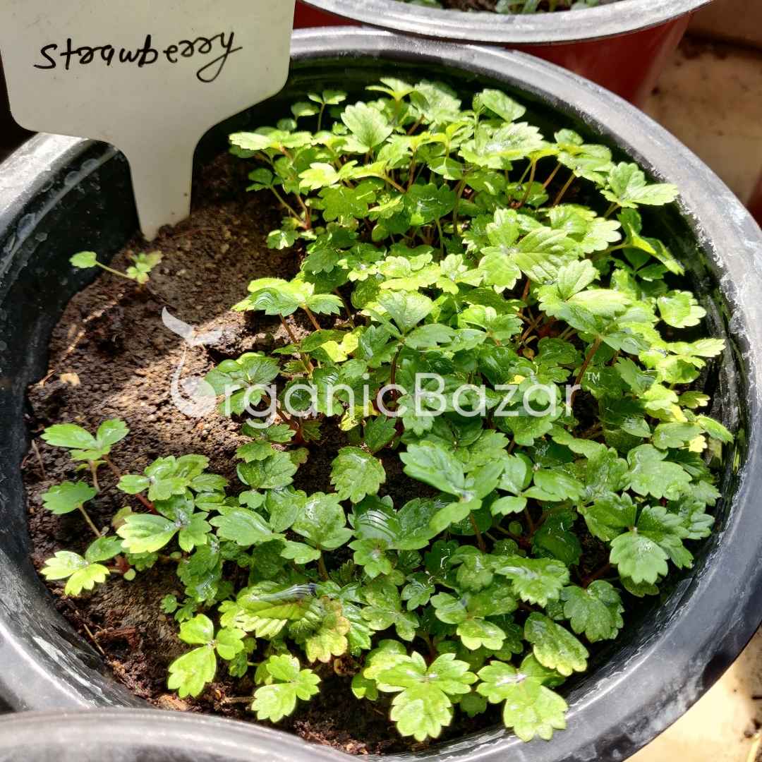 Alpine Strawberries Seeds - 200 Seeds (अल्पाइन स्ट्रॉबेरी के बीज) High Germination/Grow Juicy Strawberries at Home - Image 6