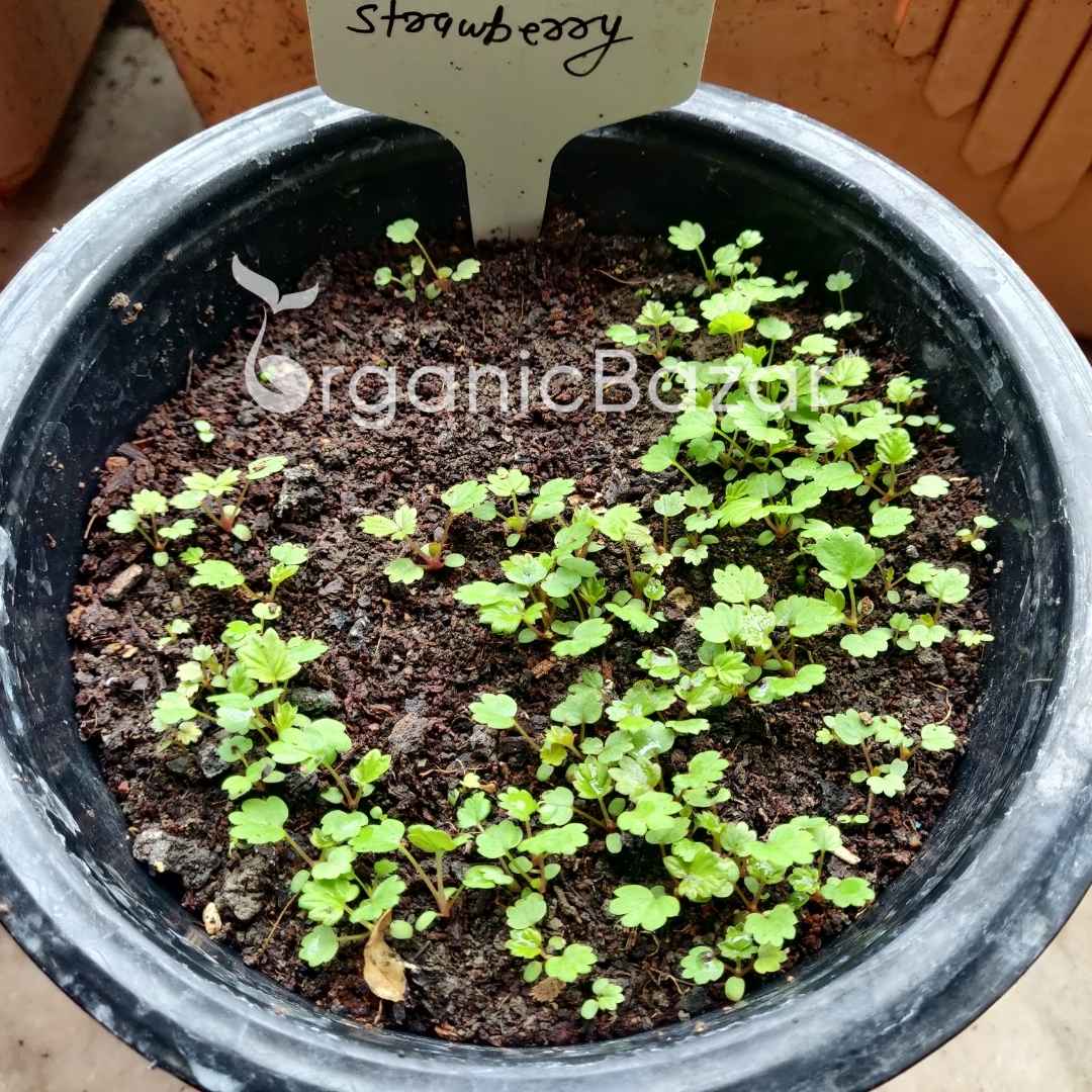 Alpine Strawberries Seeds - 200 Seeds (अल्पाइन स्ट्रॉबेरी के बीज) High Germination/Grow Juicy Strawberries at Home - Image 7