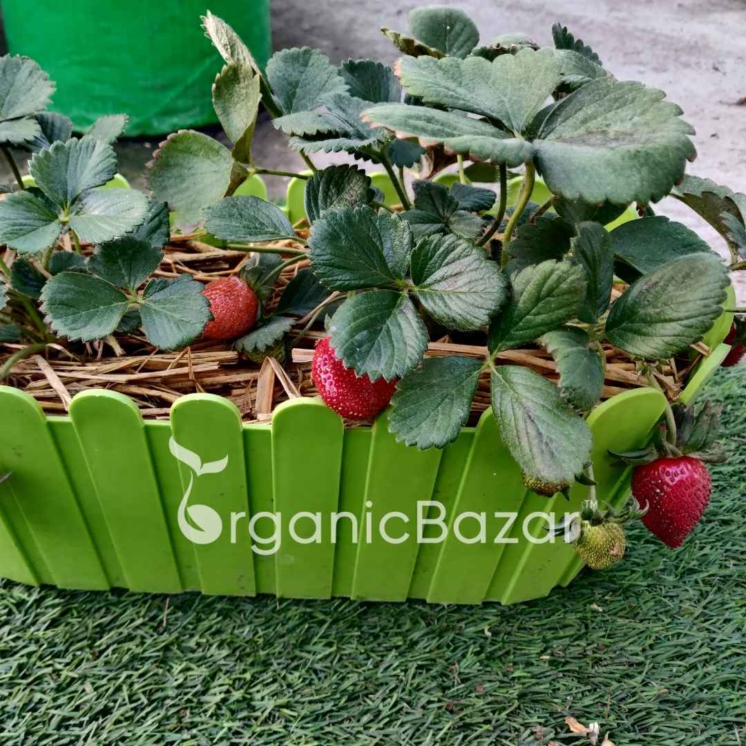 Alpine Strawberries Seeds - 200 Seeds (अल्पाइन स्ट्रॉबेरी के बीज) High Germination/Grow Juicy Strawberries at Home - Image 8