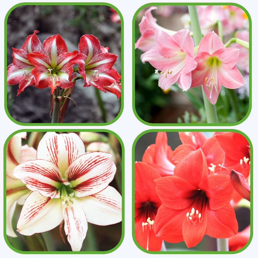 Amaryllis Lily Mix Flower Bulb (05 Bulbs) Easy Growing Flowering Bulbs For Terrace Gardening - Image 3