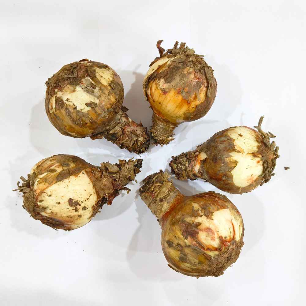 Amaryllis Lily Mix Flower Bulb (05 Bulbs) Easy Growing Flowering Bulbs For Terrace Gardening - Image 4