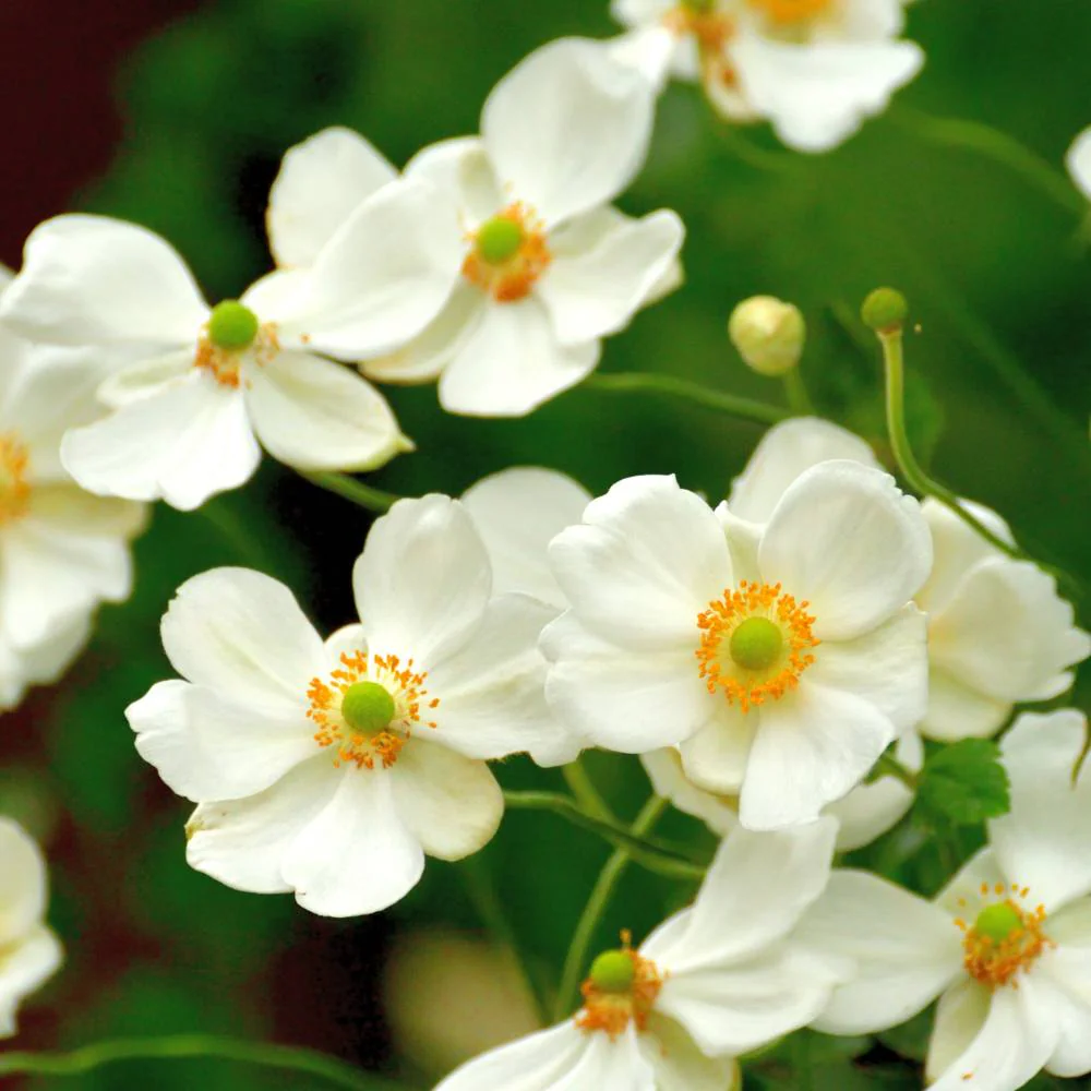 Anemone Mount Everest (White) Flower Bulbs (05 Bulbs) - Image 3