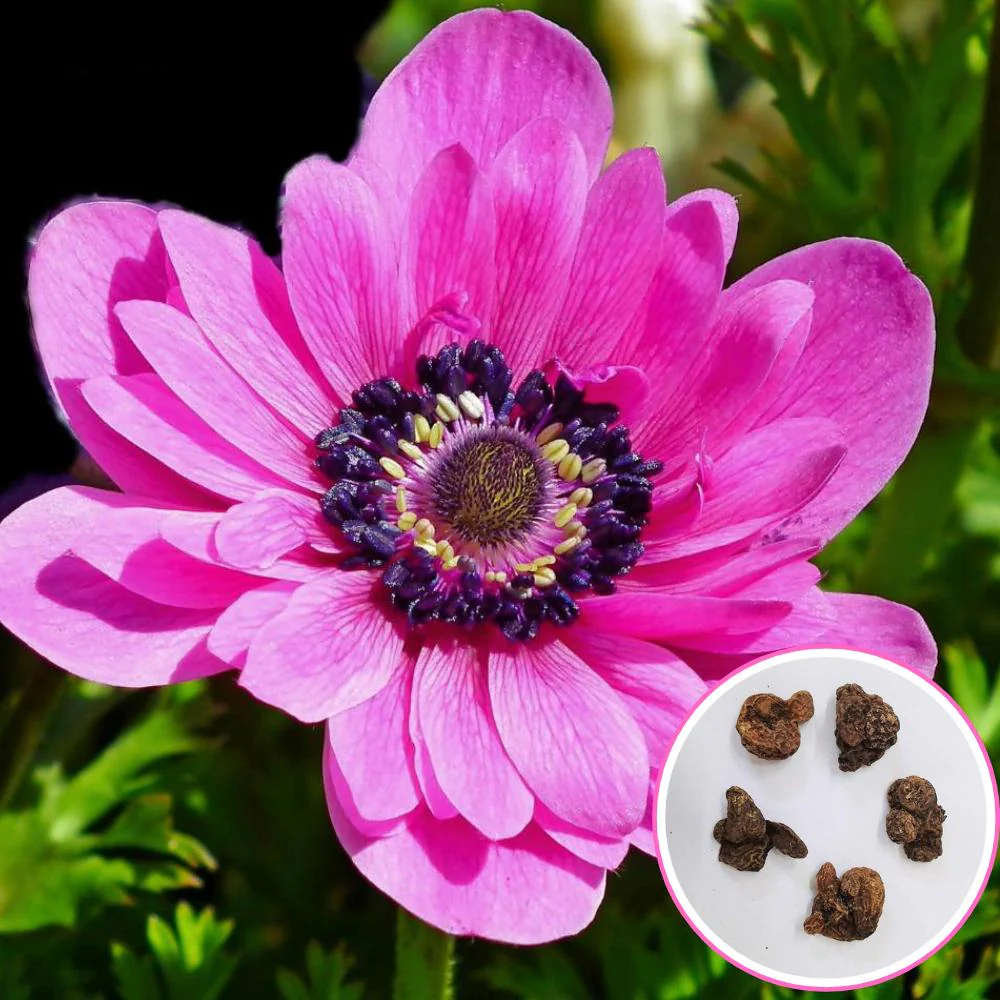 Anemone The Admiral (Pink) Flower Bulbs (05N) - Image 2