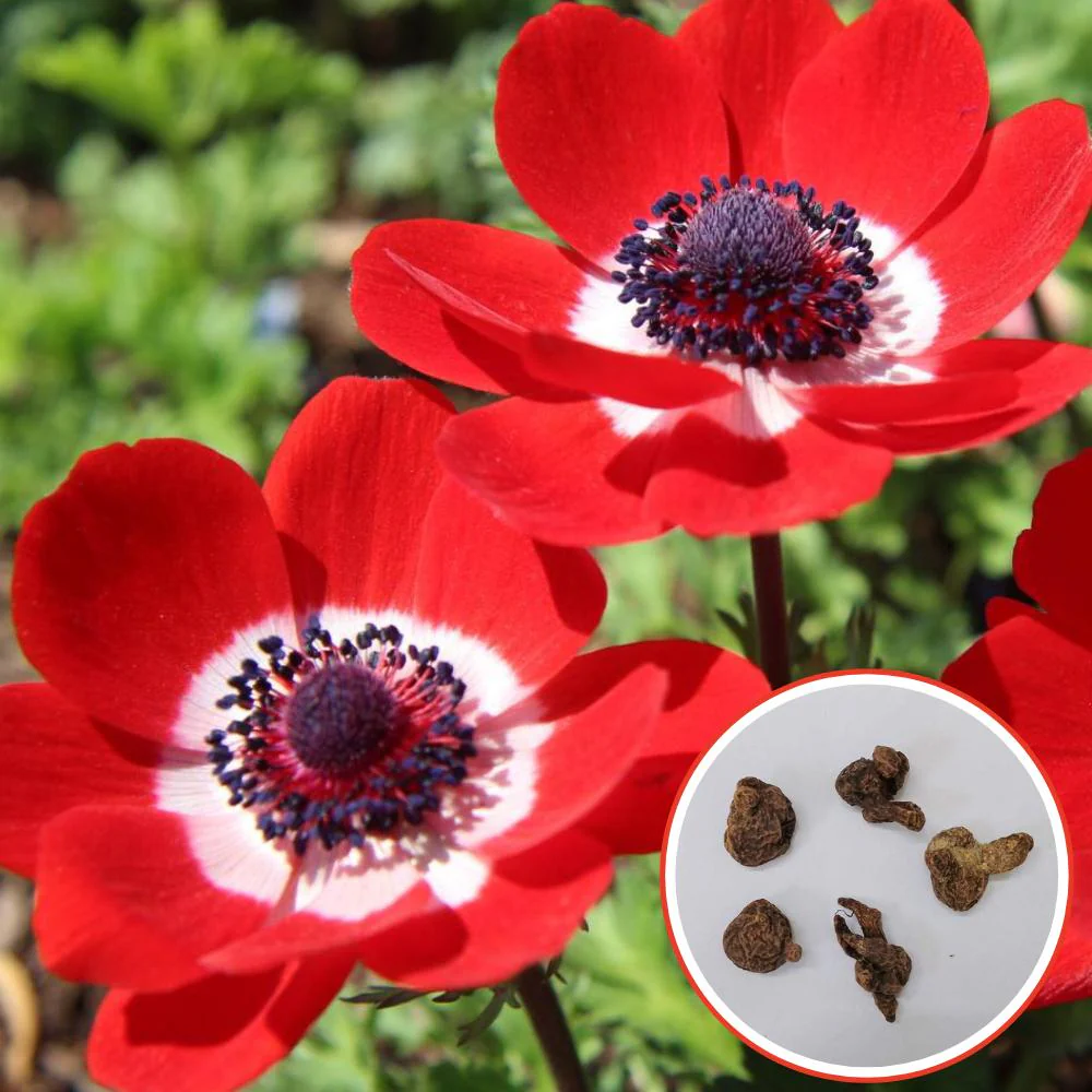 Anemone The Governer (Red) Flower Bulbs (05N) - Image 2