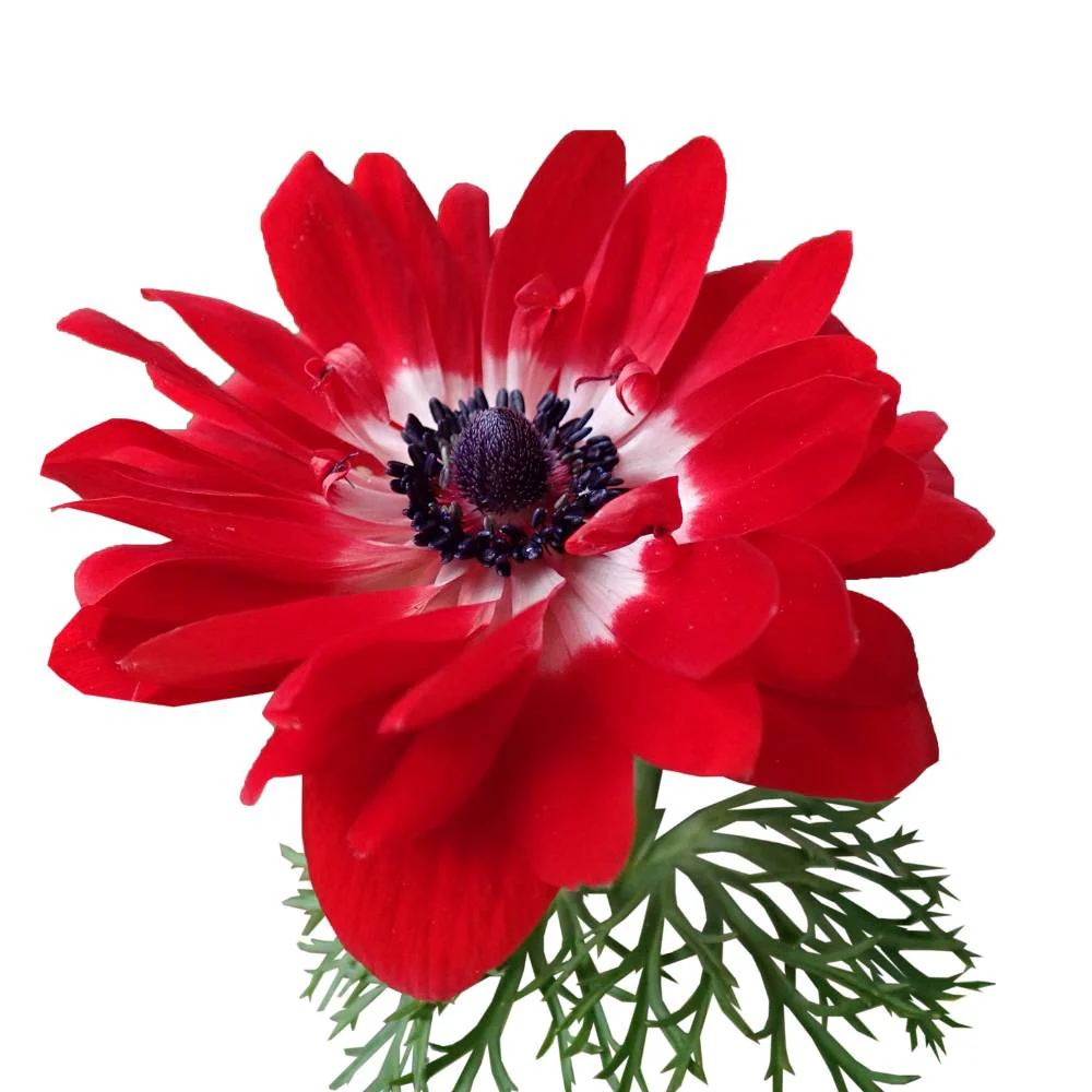 Anemone The Governer (Red) Flower Bulbs (05N) - Image 3