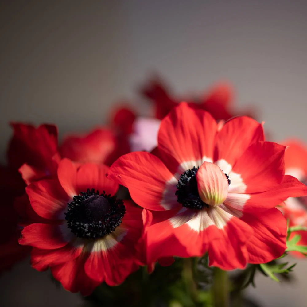 Anemone The Governer (Red) Flower Bulbs (05N) - Image 4