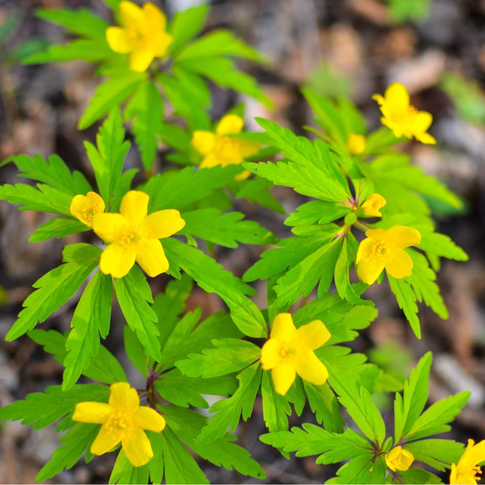 Anemone Yellow Wood Flower Bulbs - Image 2