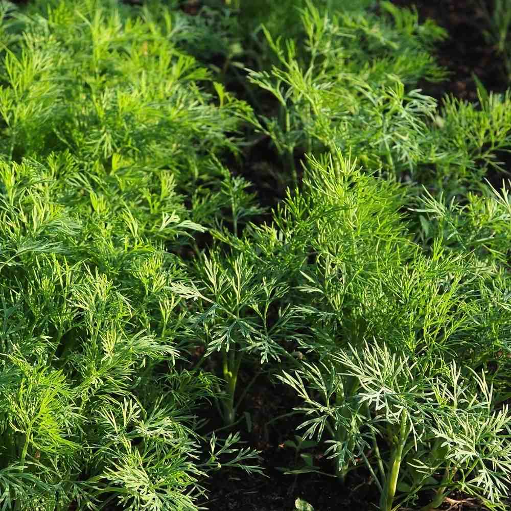 Anith Imported Seeds (100 Seeds)