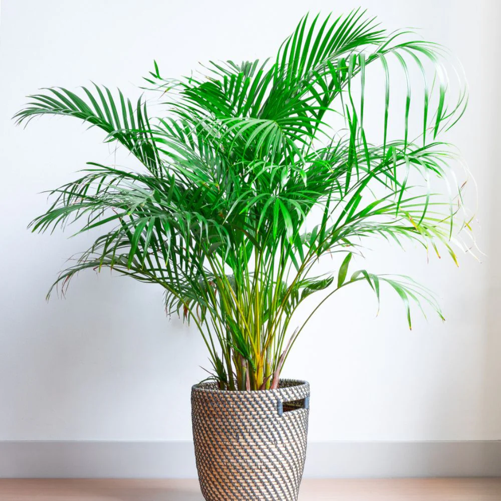 Areca Palm Seeds - एरिका पाम के बीज (50 Seeds) - Image 3