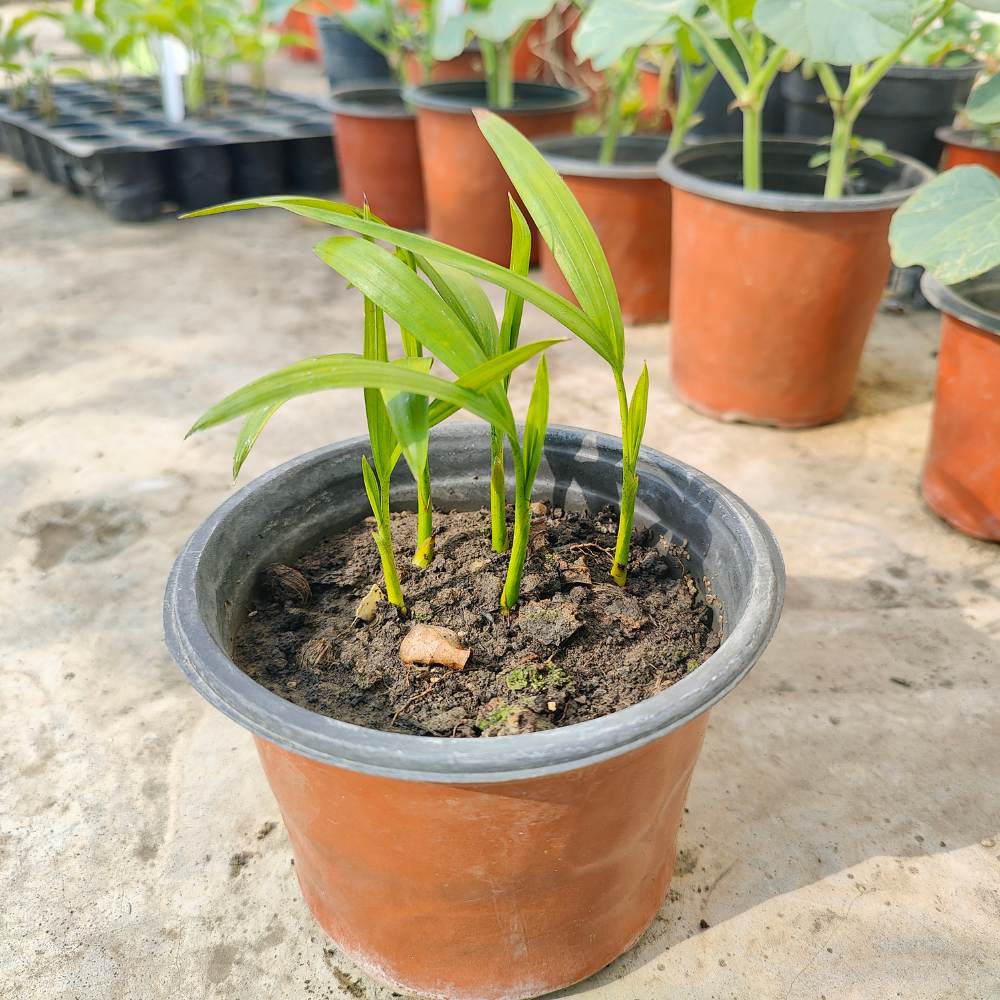 Areca Palm Seeds - एरिका पाम के बीज (50 Seeds) - Image 4