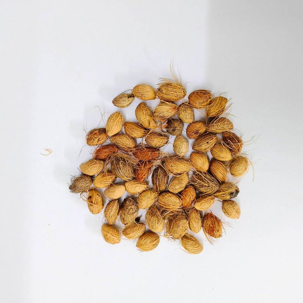 Areca Palm Seeds - एरिका पाम के बीज (50 Seeds) - Image 5