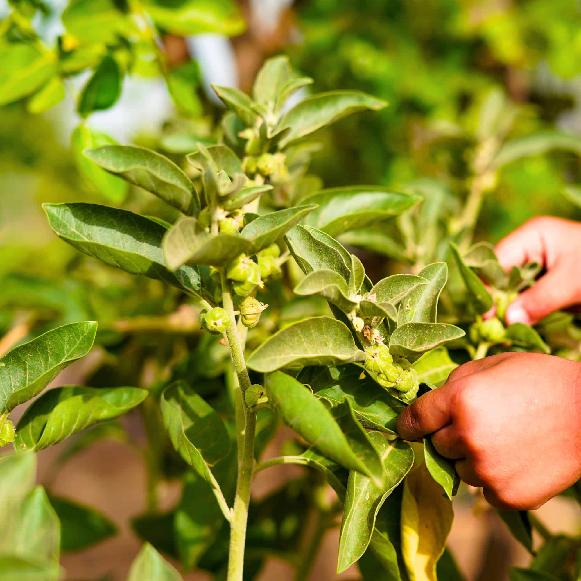 Ashwagandha Seeds - 500 Seeds (अश्वगंधा के बीज) High Germination Rate, Herbal Plant - Image 10
