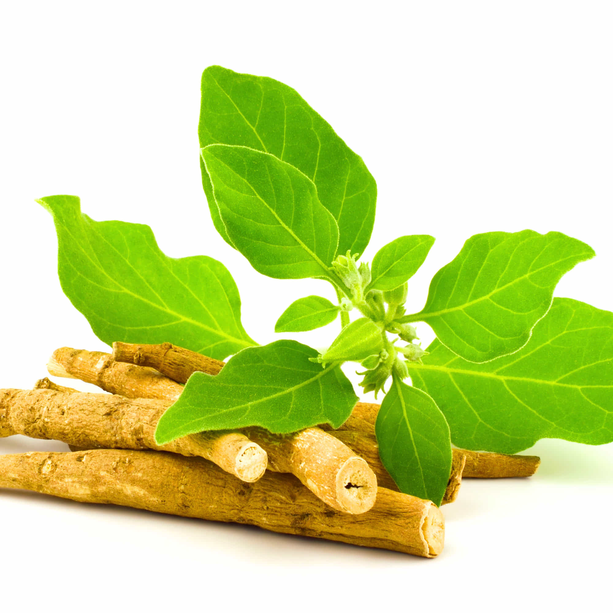 Ashwagandha Seeds - 500 Seeds (अश्वगंधा के बीज) High Germination Rate, Herbal Plant - Image 11