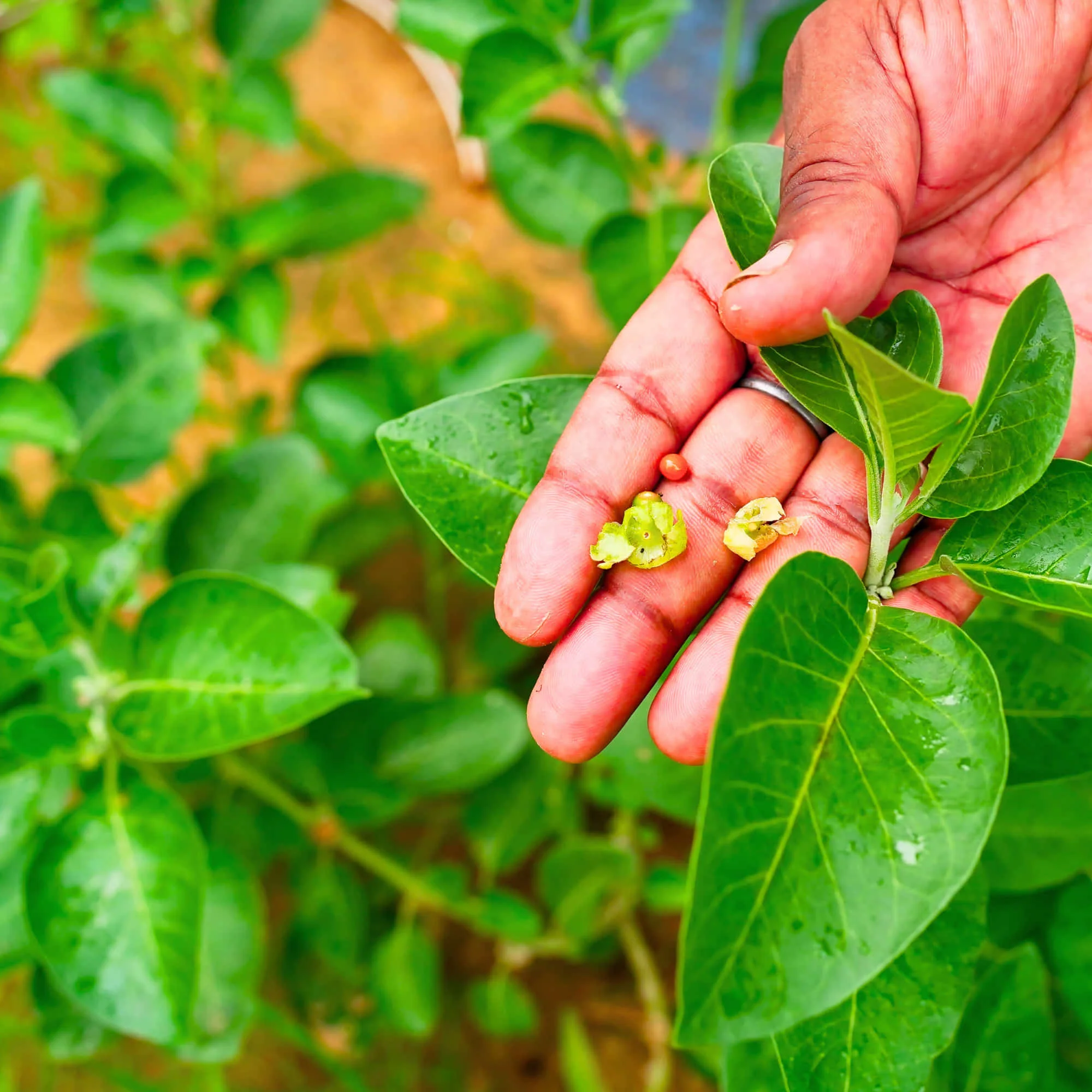 Ashwagandha Seeds - 500 Seeds (अश्वगंधा के बीज) High Germination Rate, Herbal Plant - Image 5