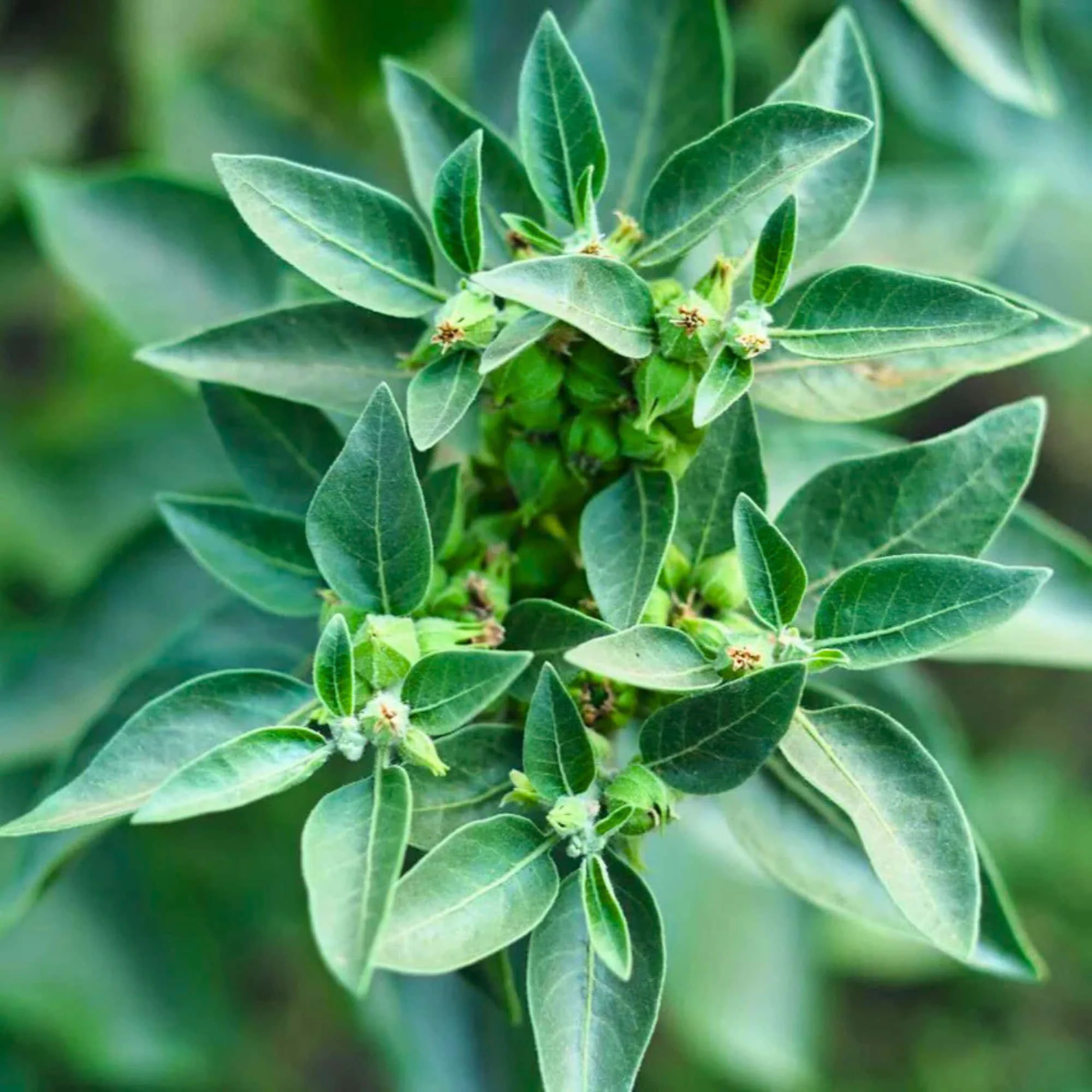 Ashwagandha Seeds - 500 Seeds (अश्वगंधा के बीज) High Germination Rate, Herbal Plant - Image 7