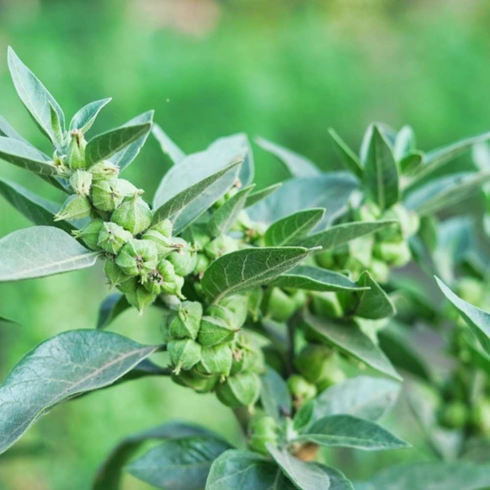 Ashwagandha Seeds - 500 Seeds (अश्वगंधा के बीज) High Germination Rate, Herbal Plant - Image 8