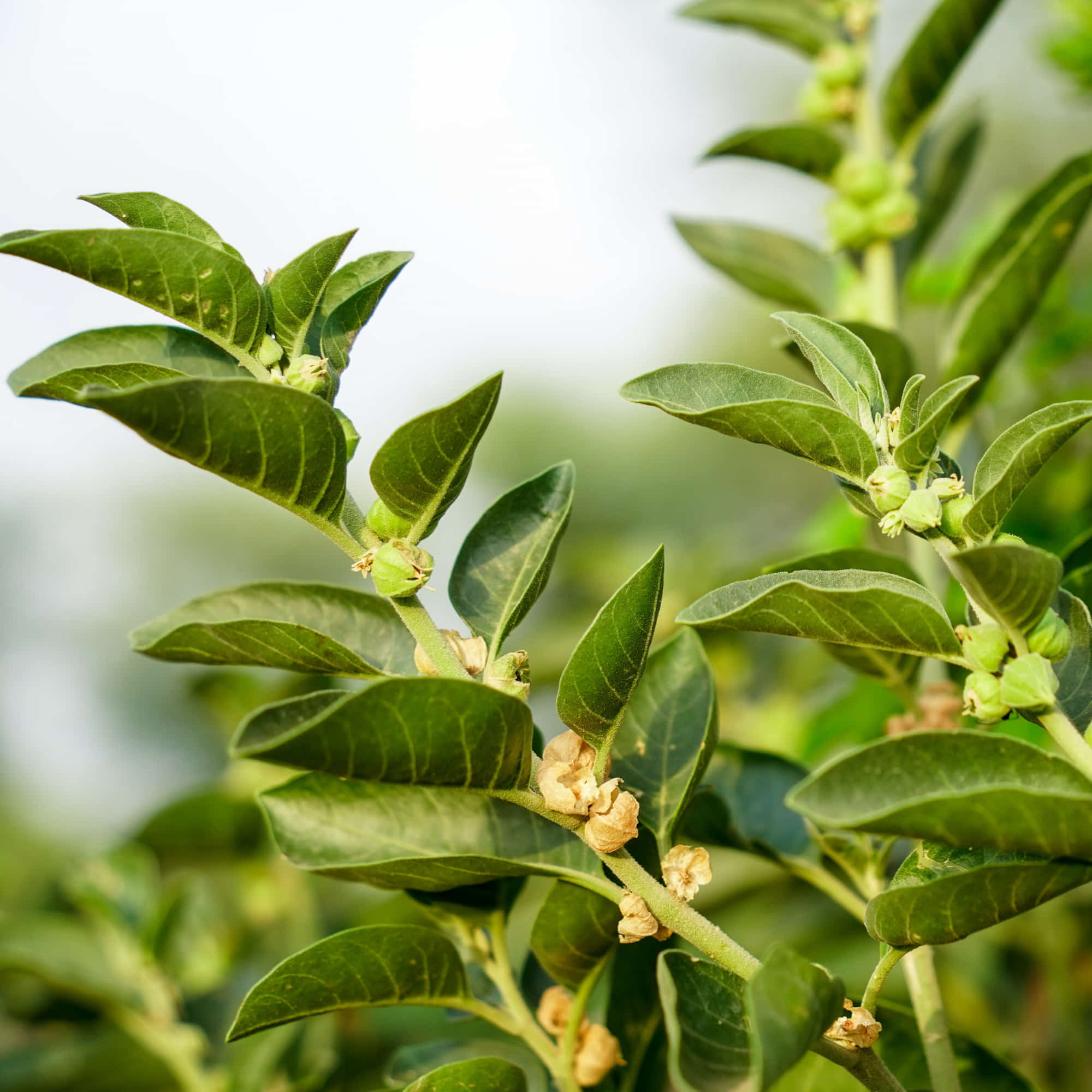 Ashwagandha Seeds - 500 Seeds (अश्वगंधा के बीज) High Germination Rate, Herbal Plant - Image 9