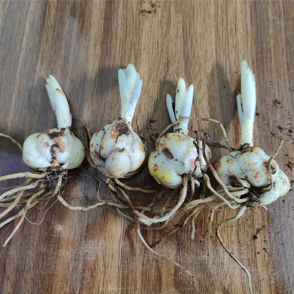 Asiatic (Lilium) Lily Pink Flower Bulbs - Image 3