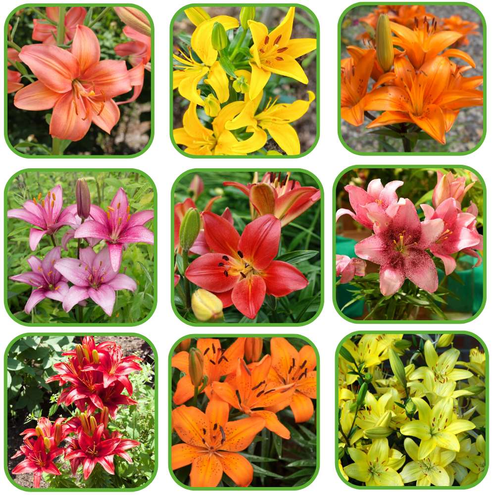 Asiatic (Lilium) Lily Flower Bulbs Mixed Color - Image 2