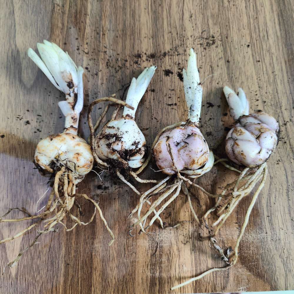 Asiatic (Lilium) Lily Flower Bulbs Mixed Color - Image 3