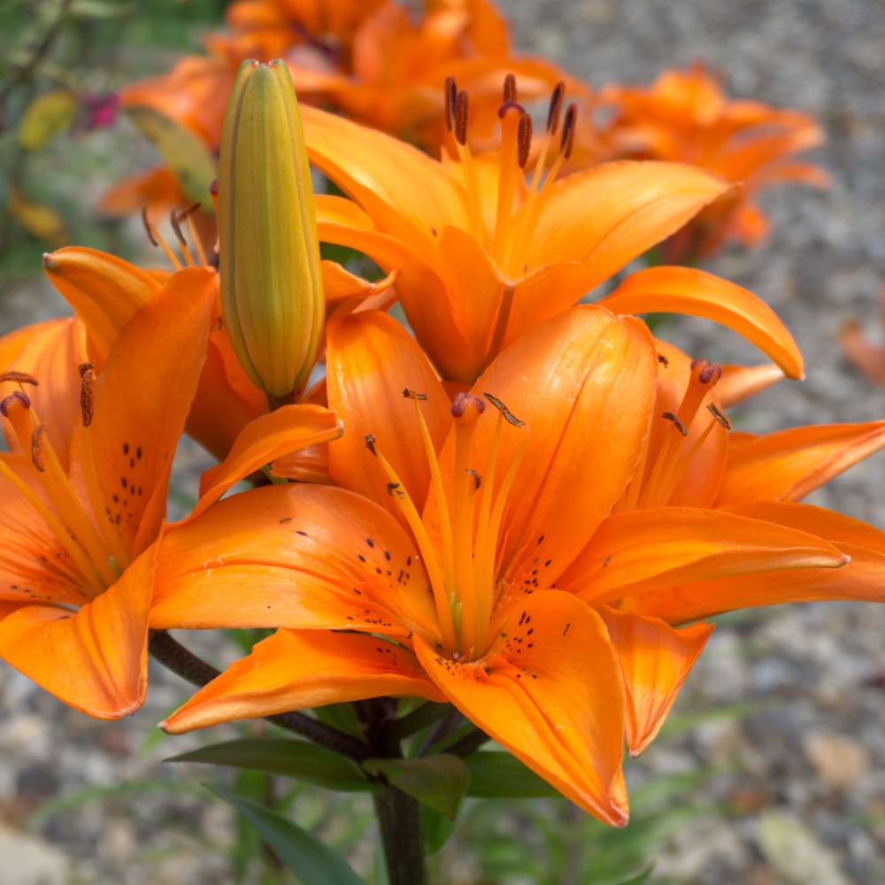 Asiatic (Lilium) Lily Orange Flower Bulbs - Image 2