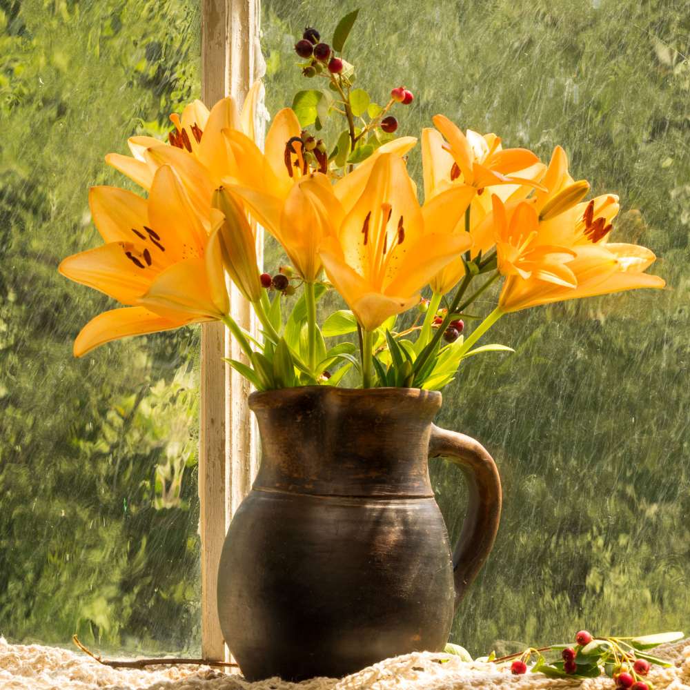 Asiatic (Lilium) Lily Orange Flower Bulbs - Image 3