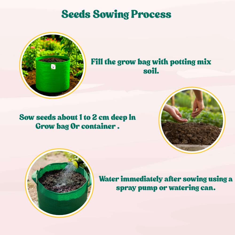 Asparagus Seeds - 50 Seeds (Shatavari/शतावरी के बीज) Premium Quality, High Germination Seeds For Balcony & Terrace Gardening - Image 5