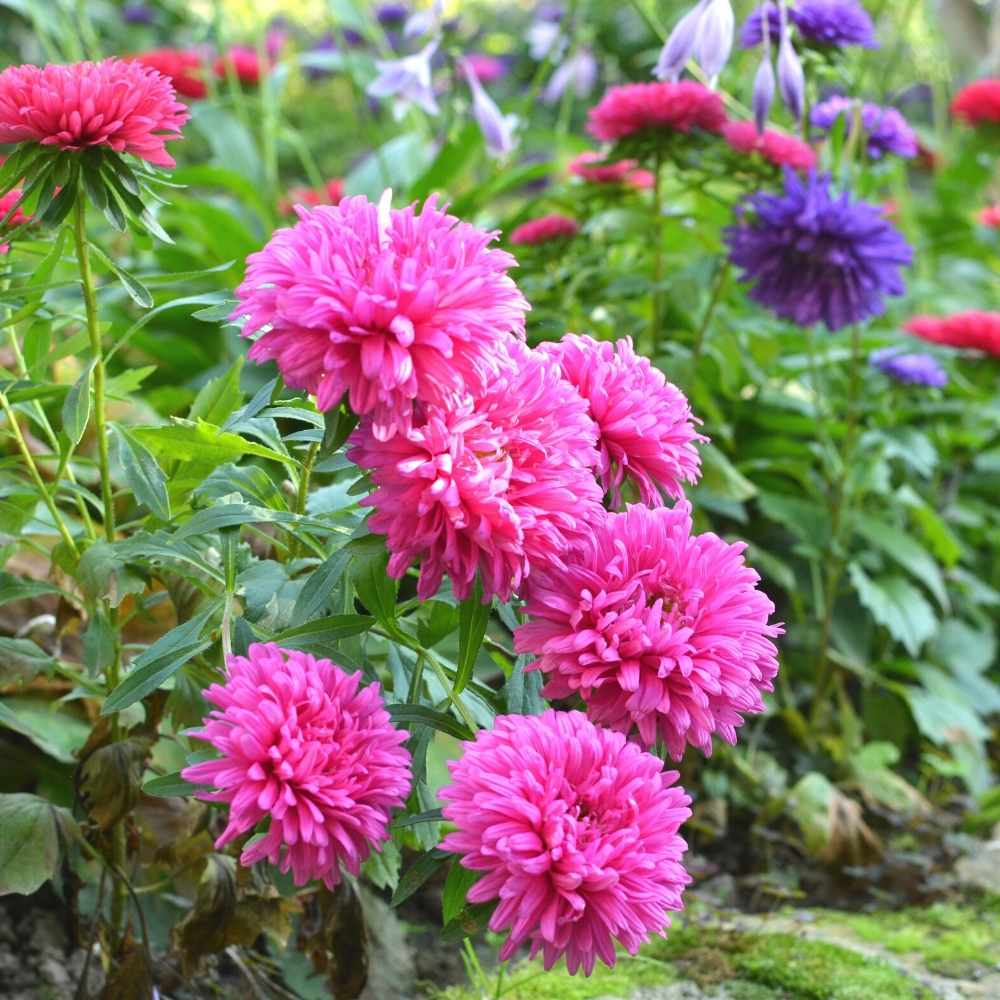 Aster Formula Mix Seeds (100 Seeds) High Germination/Easy To grow/ Perfect for pots, balconies, or Terrace gardens - Image 3