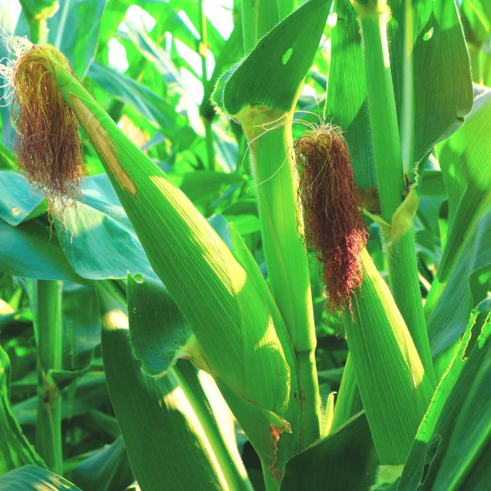 Baby Corn (Makka) Seeds - 30 Seeds (मक्का के बीज) High Germination, Easy to Grow, Premium Quality Baby Corn Seeds for Kitchen Gardening - Image 3